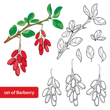 Vector set with outline Barberry or Berberis vulgaris, bunch with ripe berry and leaves isolated on white. Floral elements with barberry in contour style for summer design and coloring book.