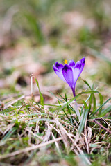 Crocus heuffelianus