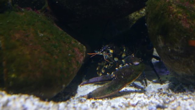 Cancer with large claw in  stones in  aquarium