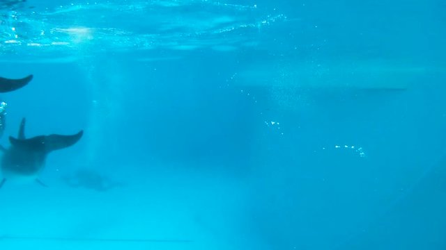 Underwater video operator shoots as dolphins do a trick.