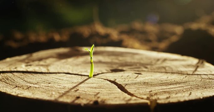 On a wet stump there is a new sprout with life, a magical atmosphere, in the background of the dark earth, a concept: save the planet, new life, ecology, bio,love,tradition, environment,future people.