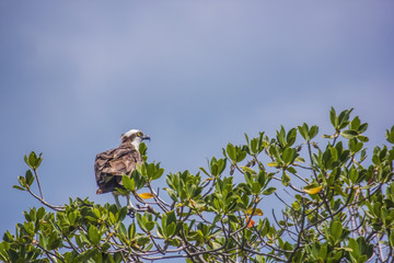 Osprey on tree
