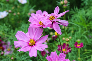 Obraz premium FLOWER