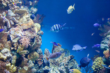 Plakat many Fish on the coral reef