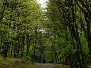 Fresh green forest trees
