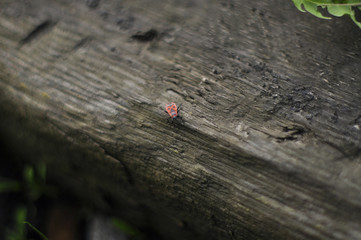 Bug-Soldier on the blackboard