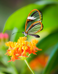 Maco of a glasswinged butterfly on a flower