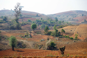 Fototapeta premium Fields and hills