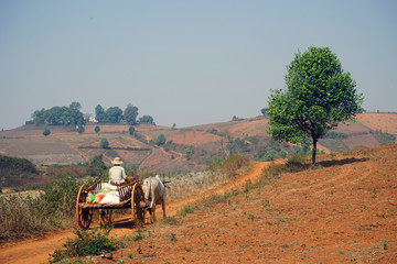 A cart pulled by oxen