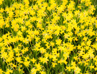 Floral background of yellow daffodils