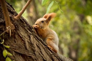 Naklejka na ściany i meble Squirrel Teleut sits on a tree (Sciurus vulgaris exalbidus Pallas)