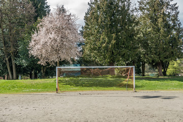 Goal Post And Cherry Tree Blossoms 2