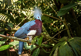 Blue dove with a beautiful openwork large crest in the shape of a crown with a red breast and a white spot on the background of a tropical forest sitting on a tree branch
