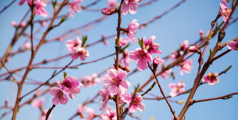 Pink flowers blooming fruit tree on blue sky background