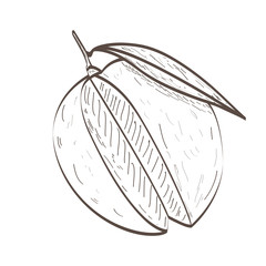 Isolated outline of a peach, Vector illustration