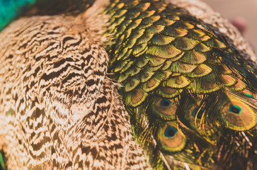 Beautiful peacock feathers