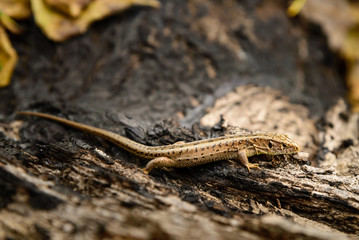 Lizard