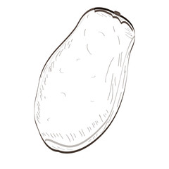 Isolated outline of a papaya, Vector illustration
