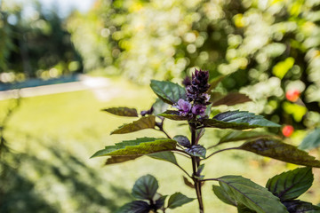 Albahaca Morada, Ocimus basilicus