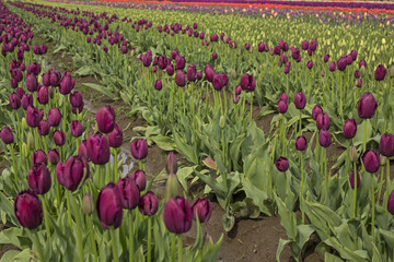 Rows of Vibrant Curly Sue/Deep Purple Tulips Green Stems/Leaves, Mixed Colored Tulips in Background, No Sky, No People, Daytime - Wooden Shoe Tulip Farm, Oregon (HDR Image)