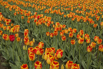 Rows of Vibrant Banja Luka/Yellow and Ruby Red Colored Tulips Green Stems/Leaves, No Sky, No People, Daytime - Wooden Shoe Tulip Farm, Oregon (HDR Image)