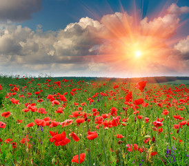 Obrazy na Szkle  View of beautiful poppies field in rays sun.