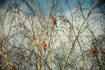 Bullfinches