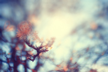 Spring in the city park blurred background trees