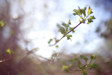 young green leaves spring background