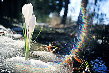 Lovely spring flowers