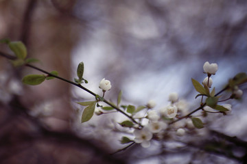 buds and leaves on a tree branch spring background