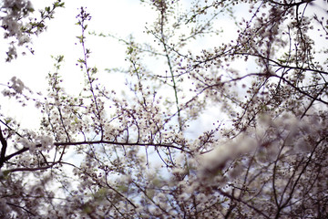 blooming cherry flowers branch