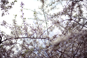 Fototapeta na wymiar blooming cherry flowers branch