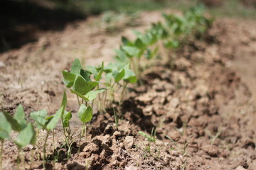 GROWING