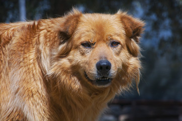 Perro rubio mestizo