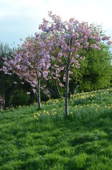 Tree in spring