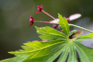 Cut-leaved Japanese maple (Acer japonicum 'Aconitifolium'). Red flowers and leaves of tree in the family Sapindaceae, aka downy Japanese maple