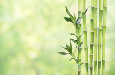 Fototapeta na wymiar Lucky Bamboo on natural background