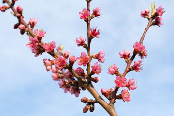 Peach tree flowers and buds.