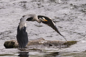 Grey heron (Ardea cinerea) in flight over river. Large bird in the family Ardeidae, moments after taking flight 