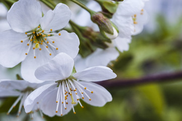 Blossom Apple Tree macro photo