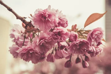Frühlingsblüte in voller Pracht am Baum. Bild ist Nahaufnahme Blumenstrauß. Farbton ist Altrosa für einen romantischen Effekt. © mslok
