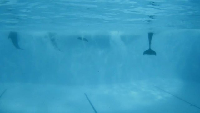 Underwater shooting. Dolphins slowly swim in the pool.