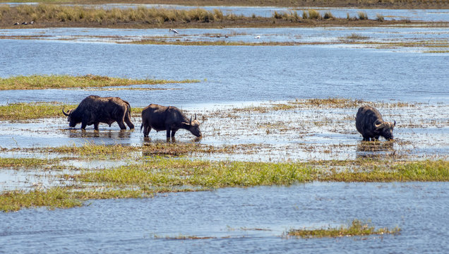 Cape buffalo grazing in water on the banks of the Chibo river (national reserve) - Botswana, South-Western Africa
