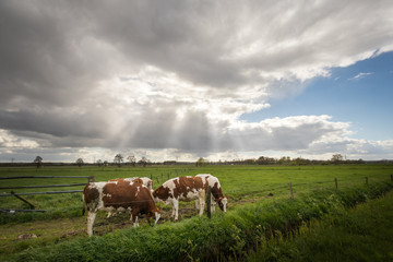 Fototapeta na wymiar Dutch landscape panorama with cows in the countryside. Beautiful blue sky and clouds.