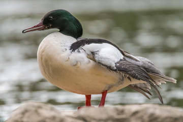 Goosander (Mergus merganser) male showing serrated bill. Sawbill duck in the family Anatidae, with crest and serated bill, on the River Taff, Cardiff, UK
