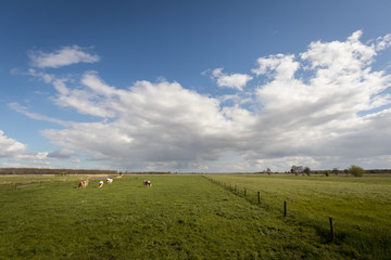 Dutch landscape panorama with cows in the countryside.
Beautiful blue sky and clouds.