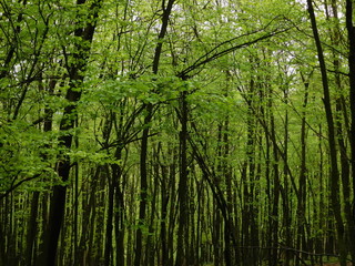 Fototapeta premium Spring fresh green forest