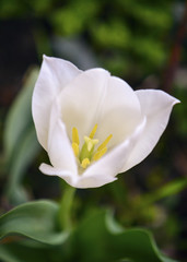 Obraz na płótnie Canvas White Tulip isolated, blooming in a morning Sun with dense leaves and light shadows in soft focus at the background.