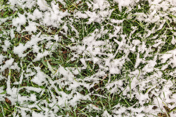 Background of green spring grass in the snow